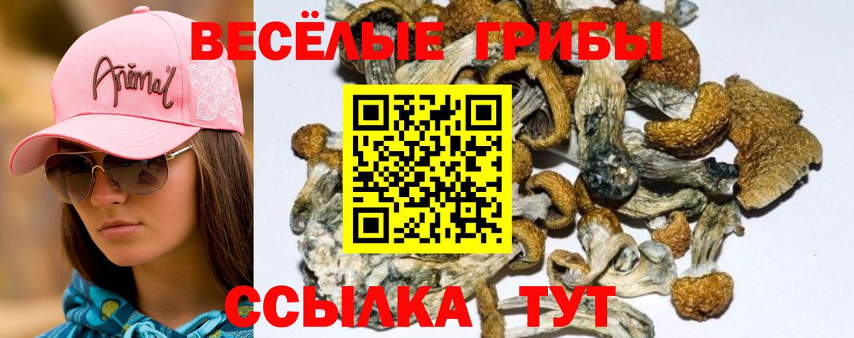 Псилоцибиновые грибы Psilocybe Котовск